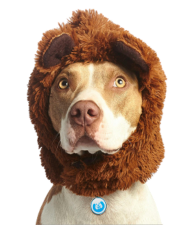 Pet Image