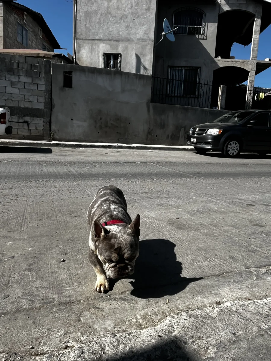 Foto de Thor con microchip 990000014781528