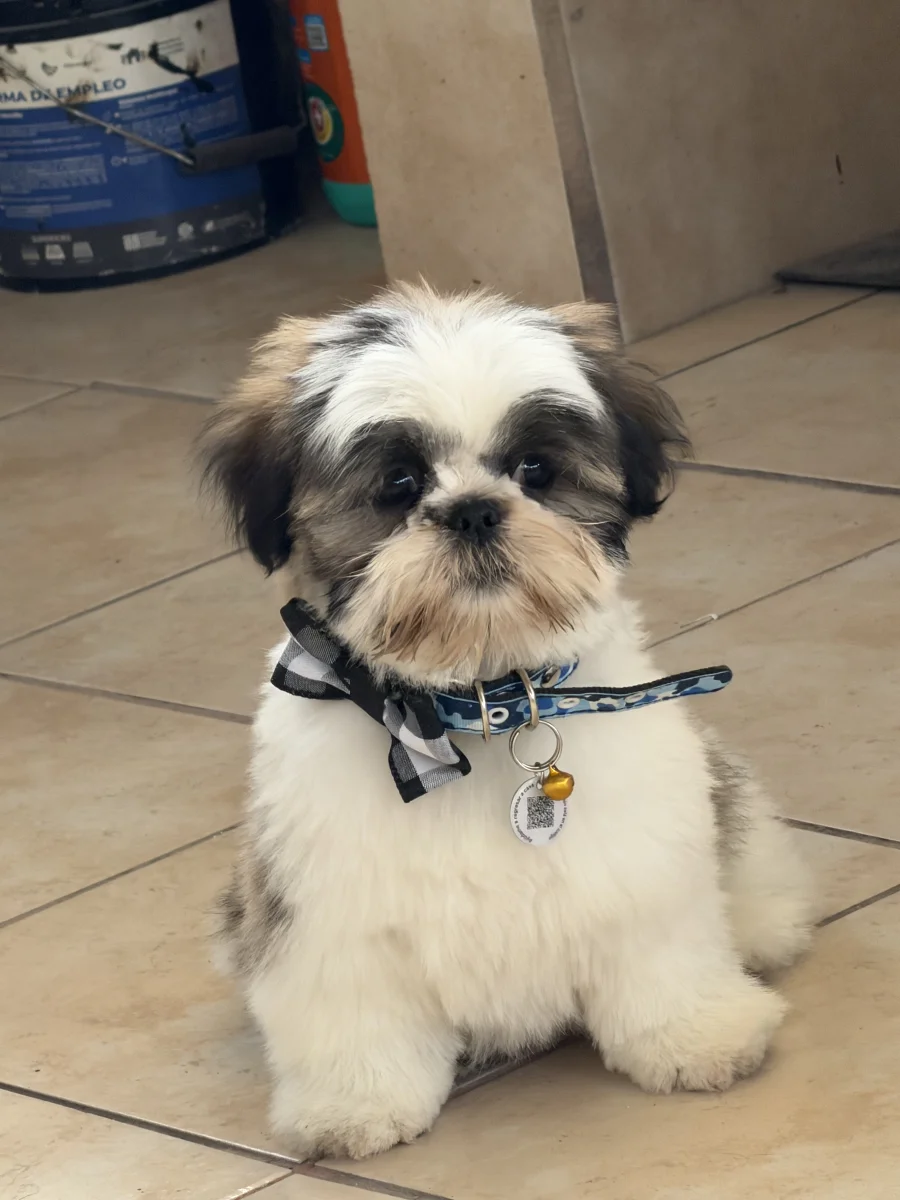 Foto de Osito con microchip 990000014164810