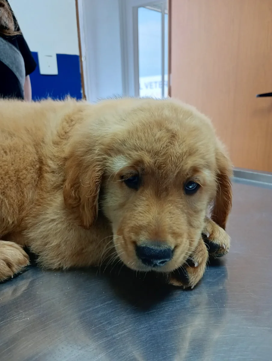 Foto de Nico con microchip 990000012835021
