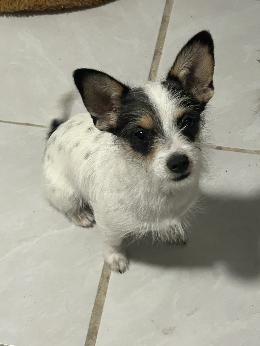 Foto de Ely con microchip 990000014777196