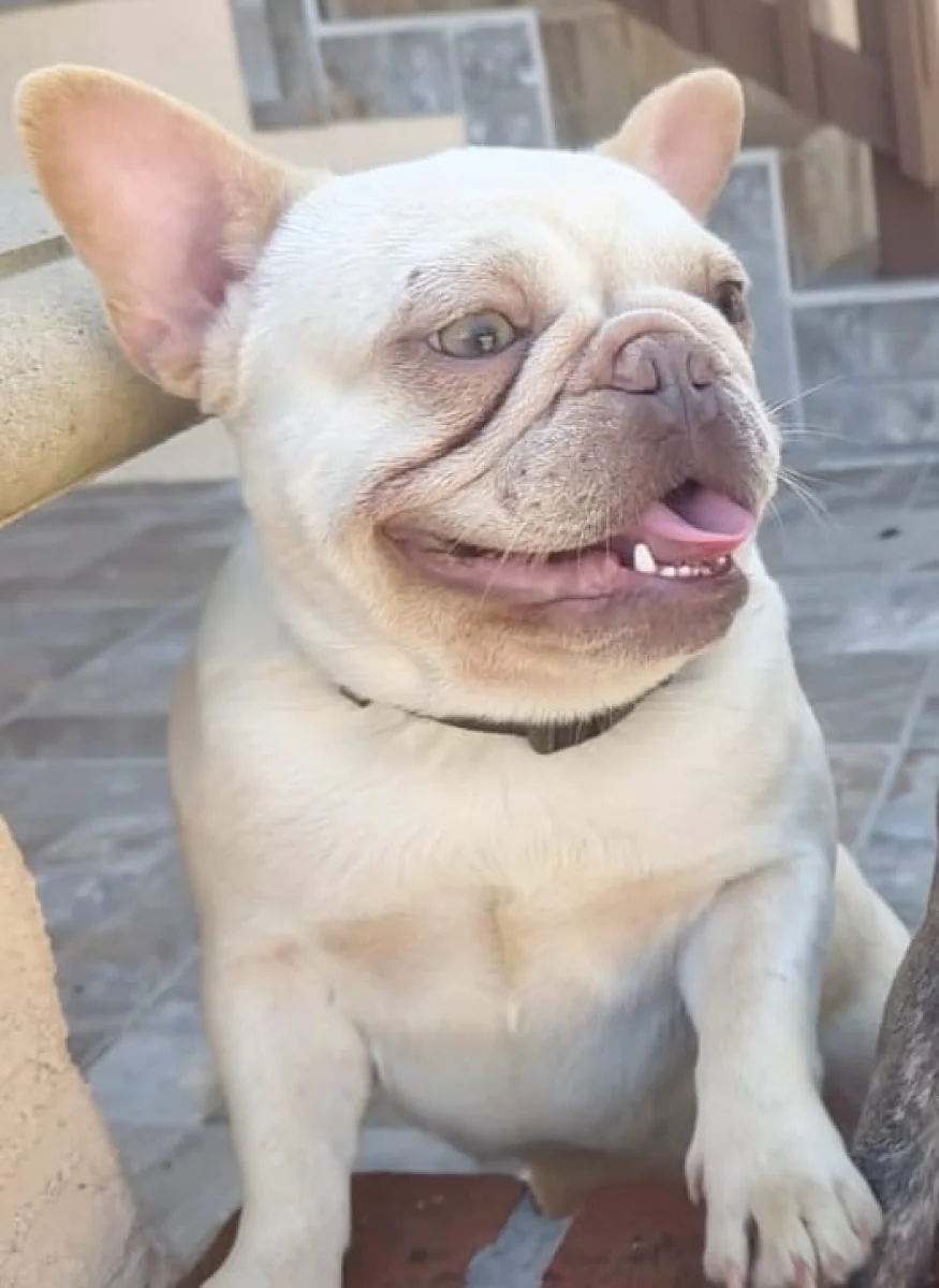 Foto de daisy con microchip 990000014538052