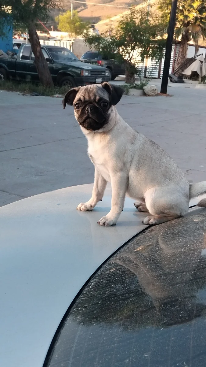 Foto de yiyi con microchip 990000014781164