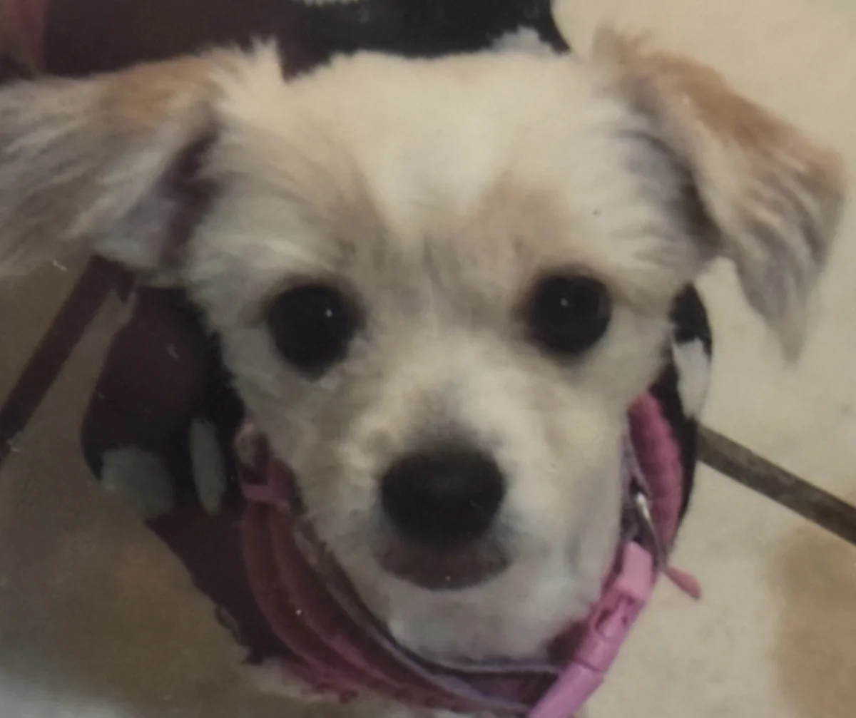 Foto de Luka con microchip 990000014772107