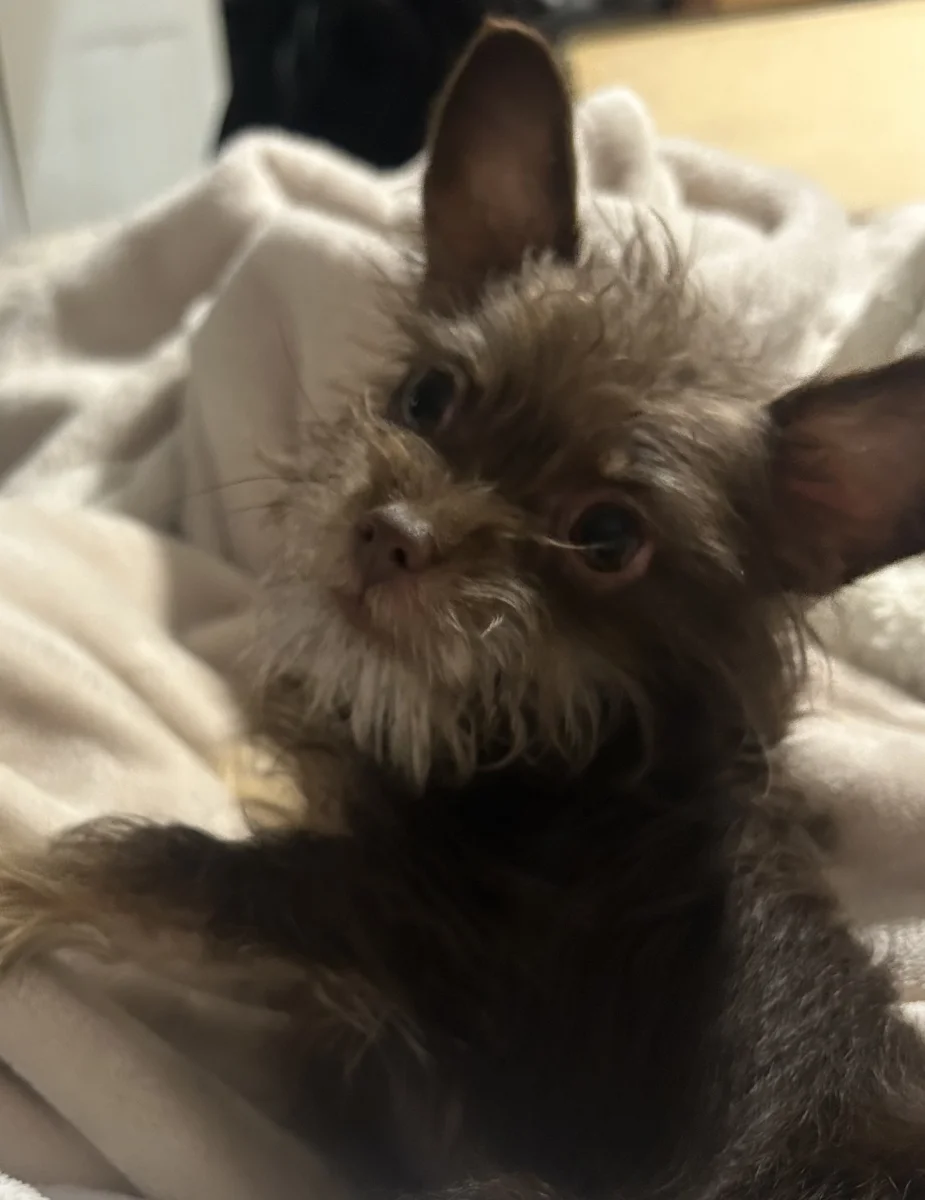 Foto de Chocorrol con microchip 990000014535944