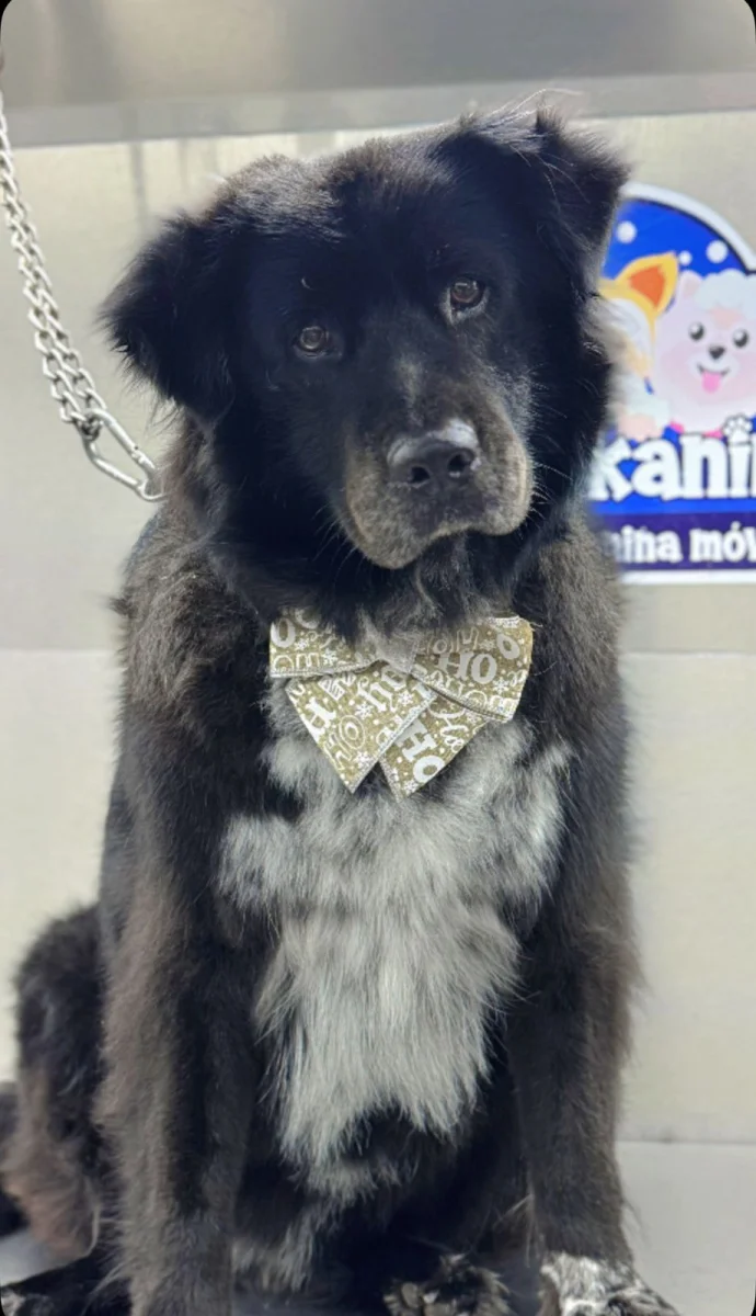Foto de OSO con microchip 990000012842092