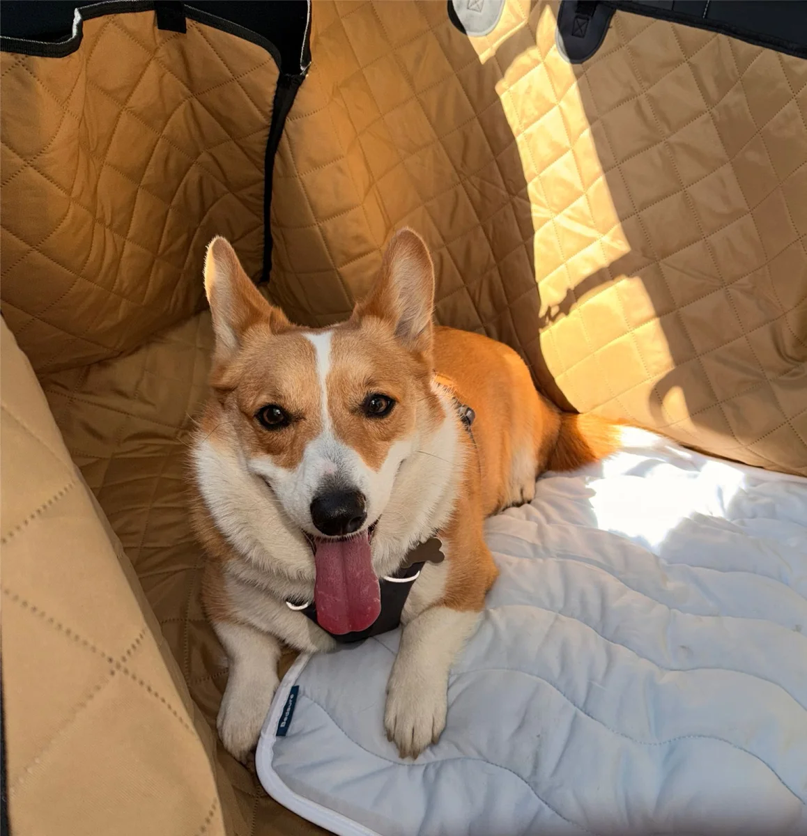 Foto de Dante con microchip 990000012825087