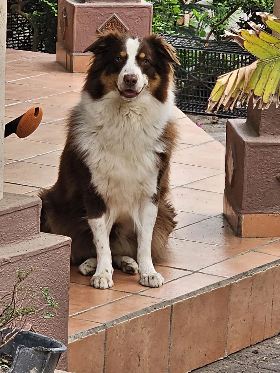 Foto de Lady con microchip 990000012836310