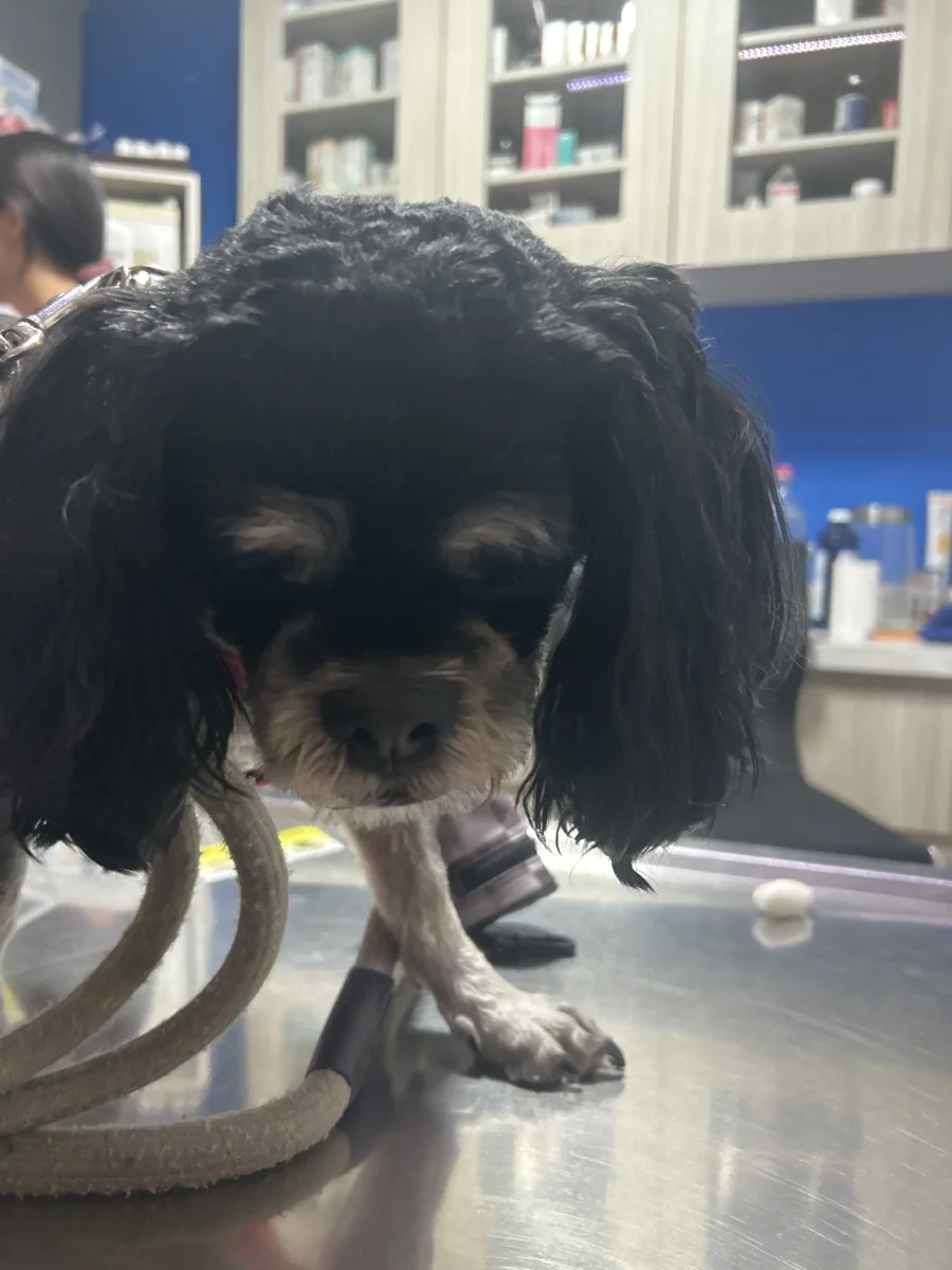 Foto de Benny con microchip 990000014110651