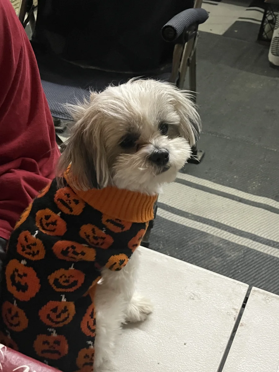 Foto de Minnie con microchip 990000014777750