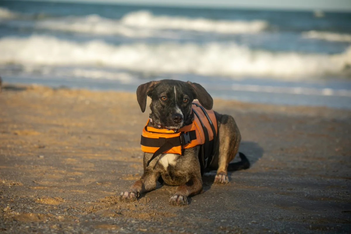 Foto de Nami con microchip 990000012843779
