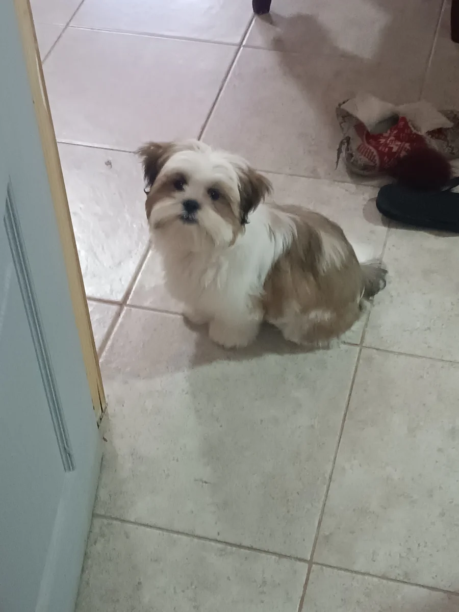 Foto de Beau con microchip 990000014782894