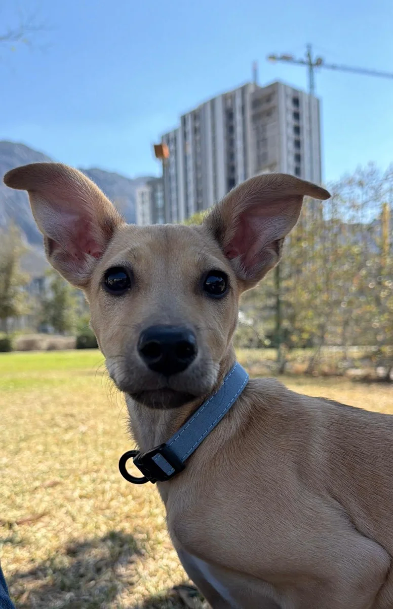 Foto de Coba con microchip 990000012836498