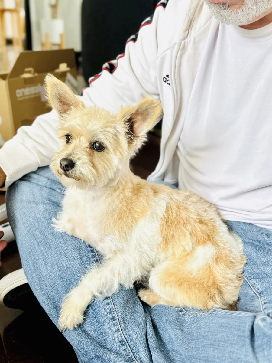 Foto de Zuki con microchip 990000014778625