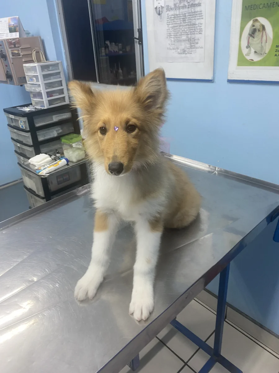 Foto de Princess con microchip 990000012824703