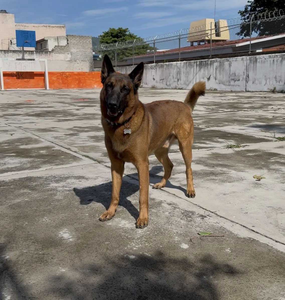 Foto de Buster con microchip 990000012837954