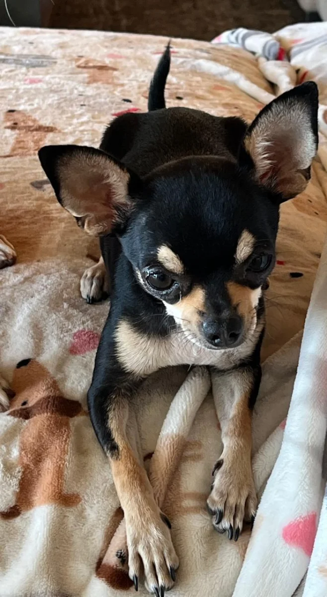 Foto de Coco con microchip 990000012841557