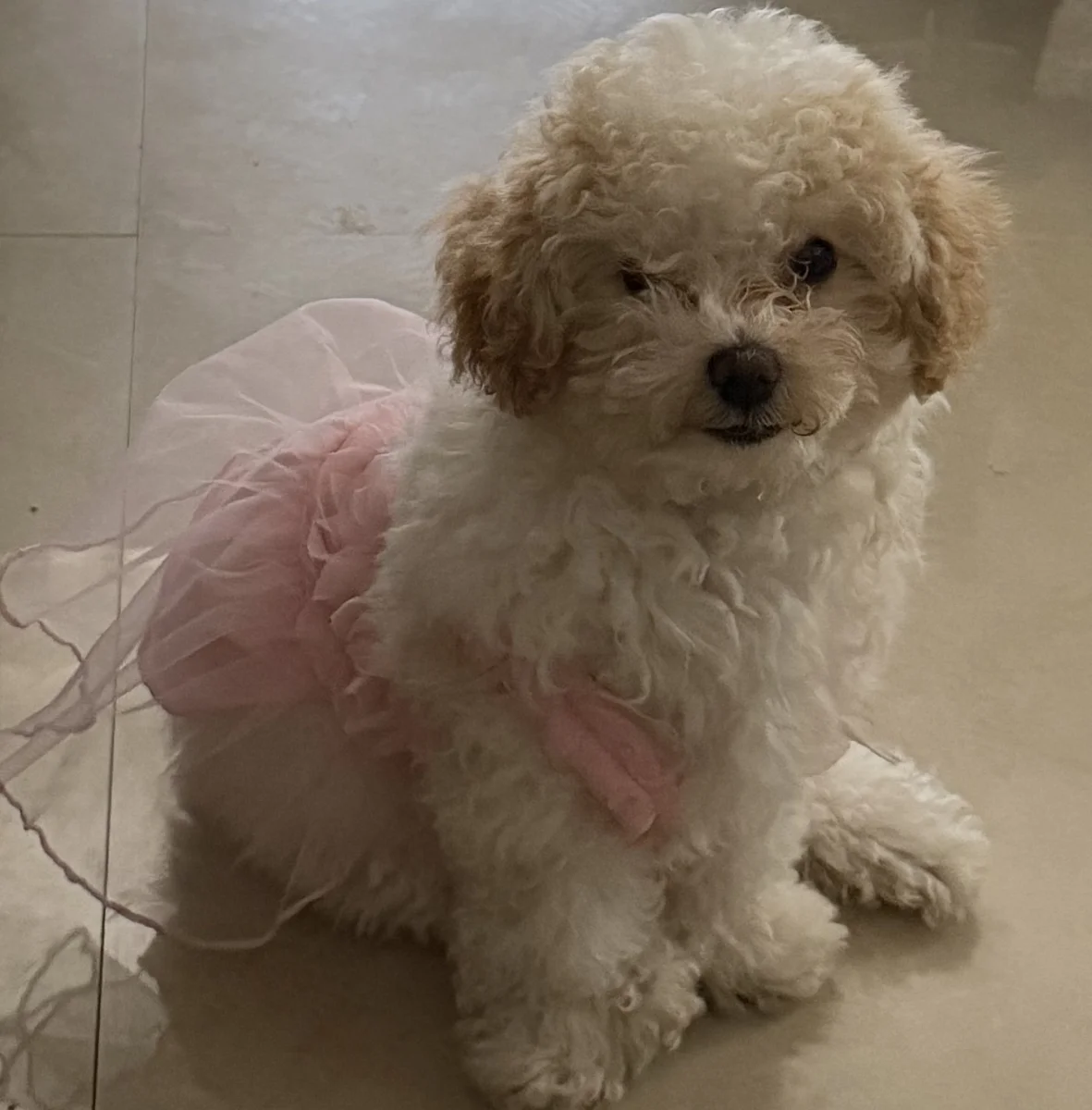 Foto de Kyra con microchip 990000014775859