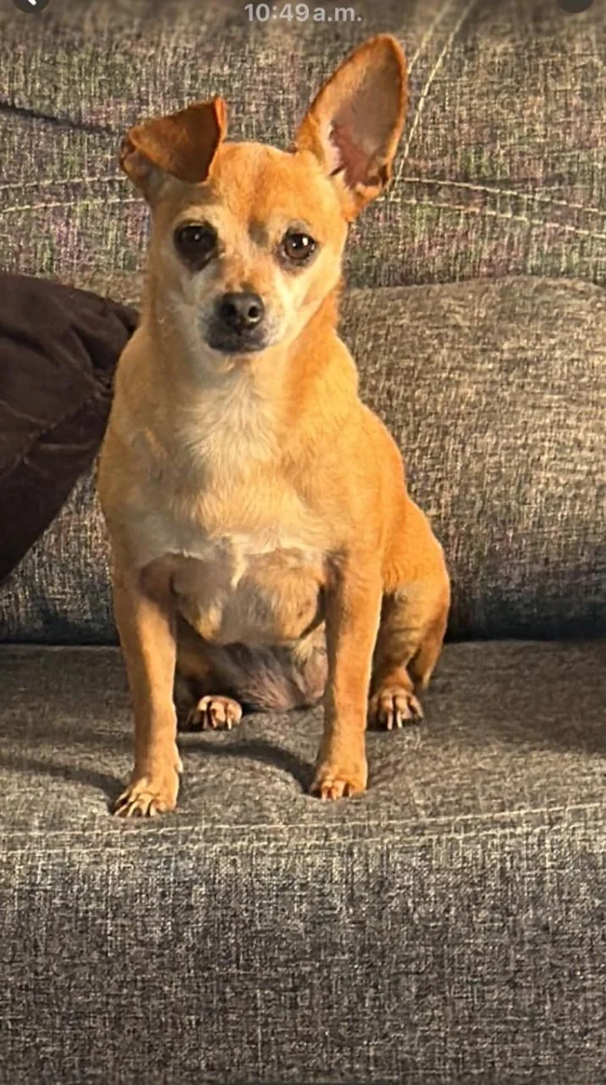 Foto de Chiquita con microchip 990000014163876