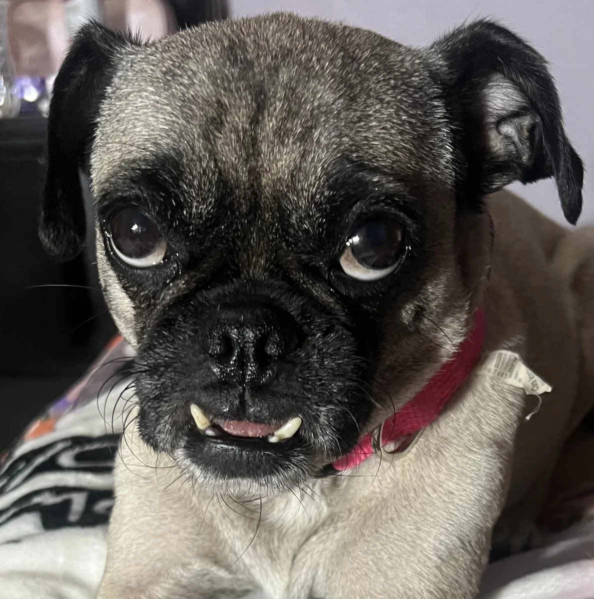 Foto de Cleo con microchip 990000012841043