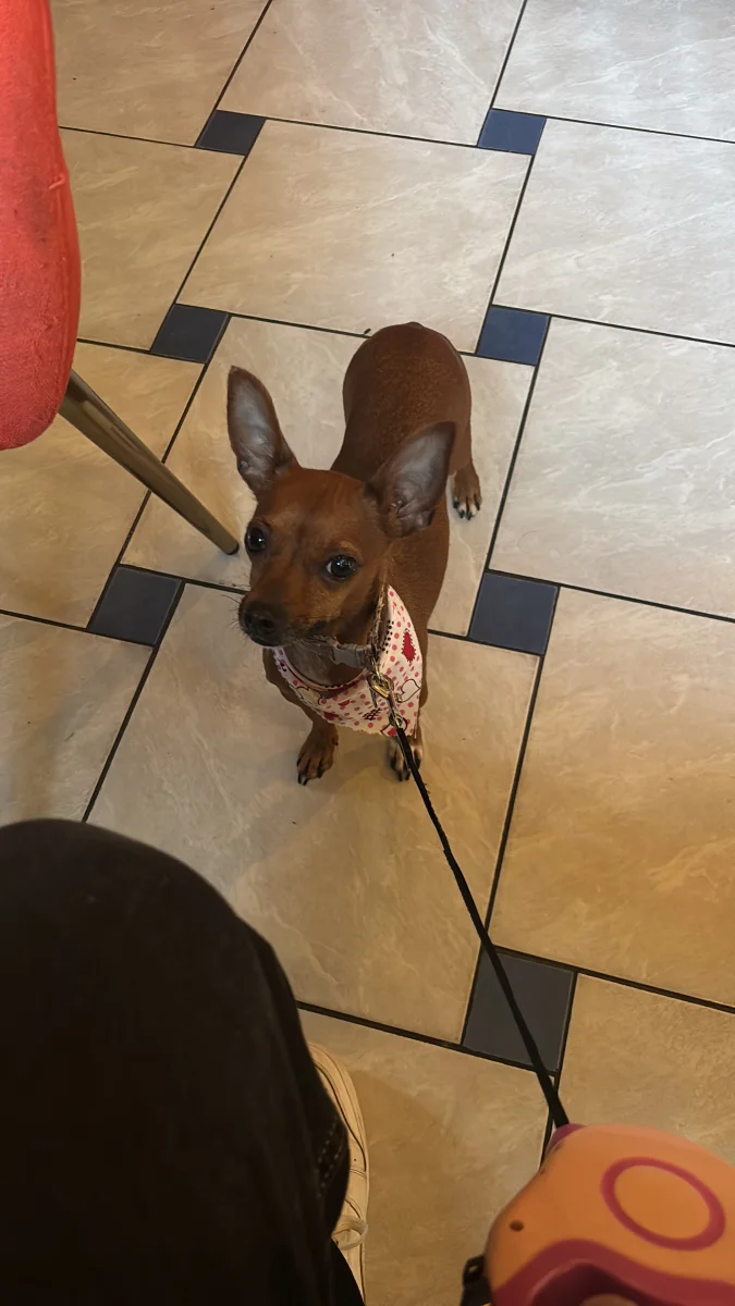 Foto de Bella con microchip 990000012844746