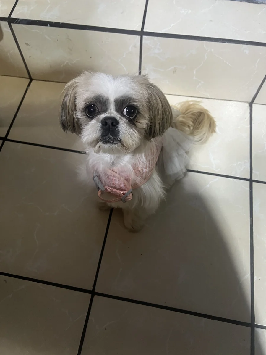 Mascota