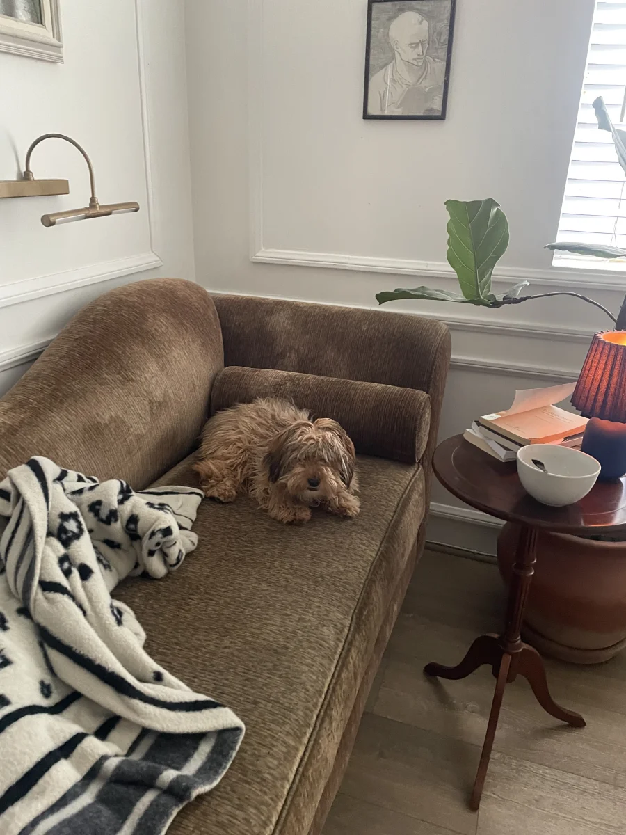 Foto de Nico con microchip 990000014109640