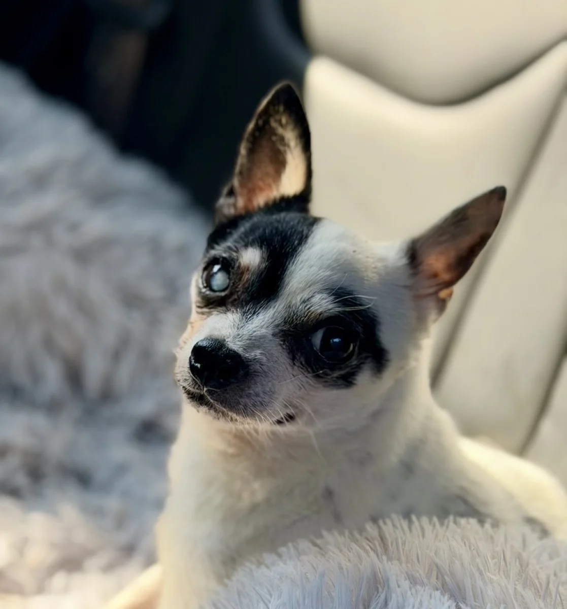 Foto de Fritzio con microchip 990000012848883