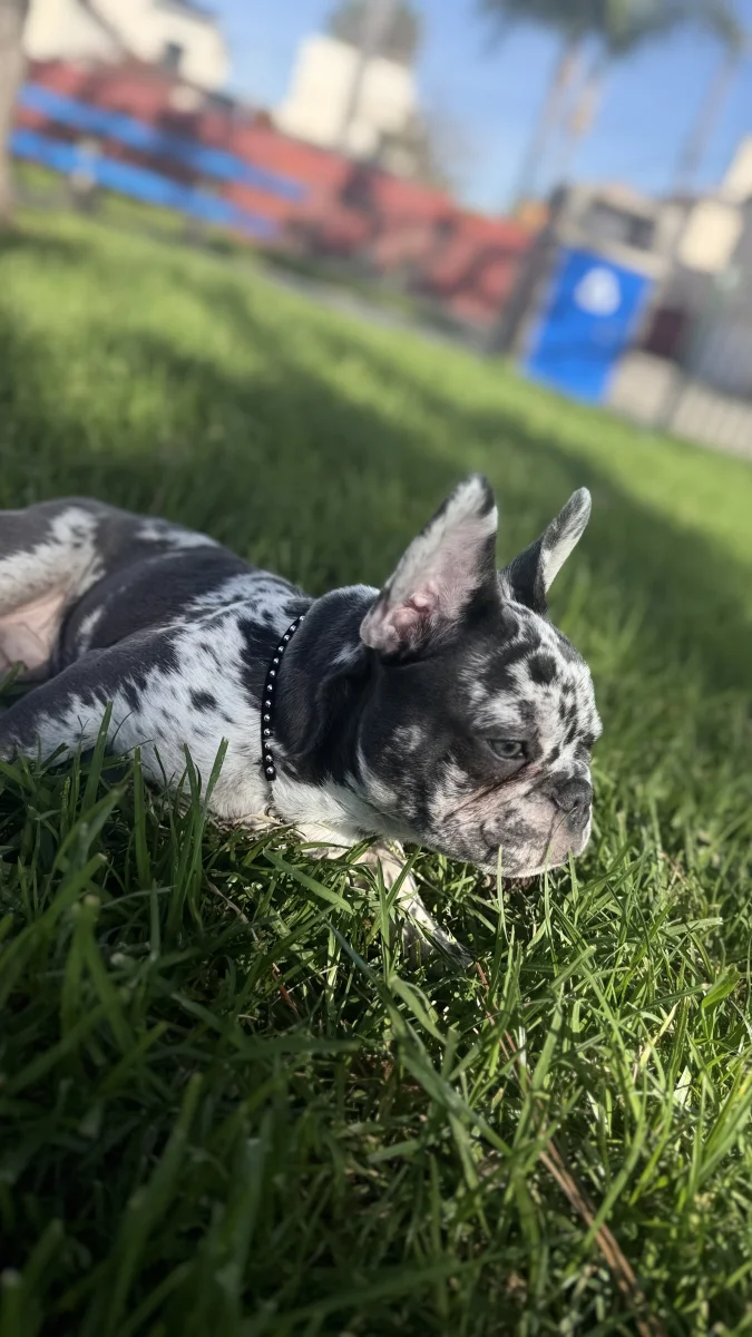 Foto de paco con microchip 990000012833323