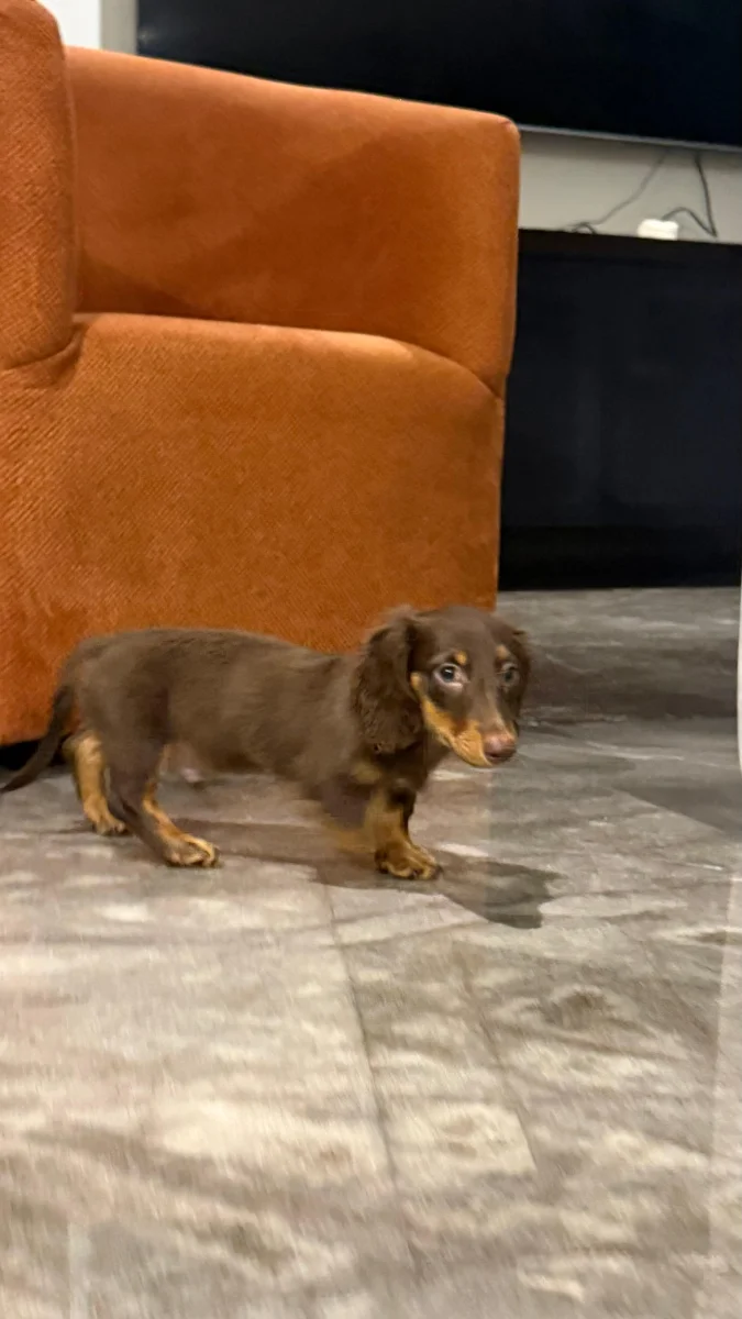 Foto de Lando Suarez con microchip 990000014777986