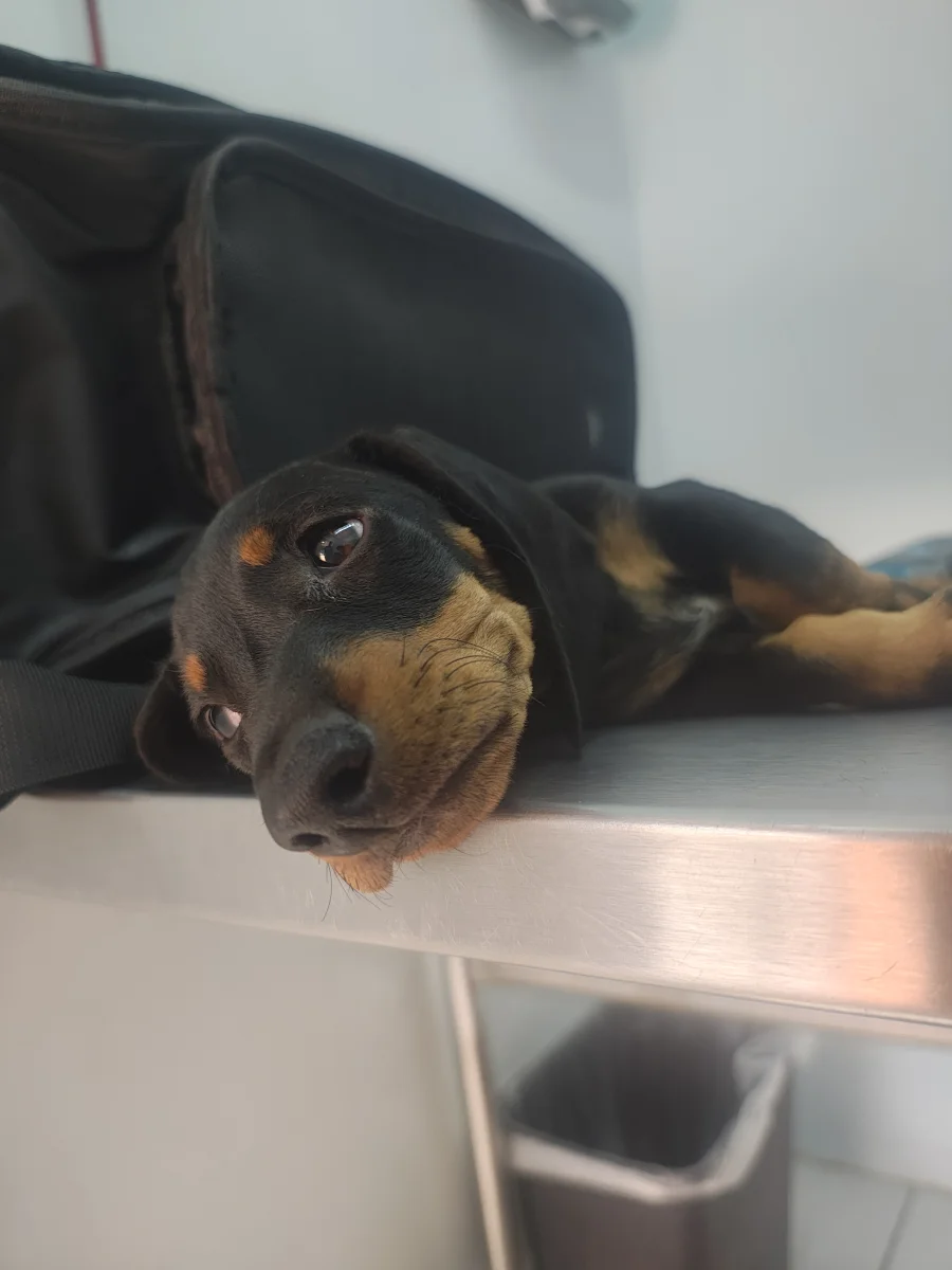 Foto de Tobias con microchip 990000014165013