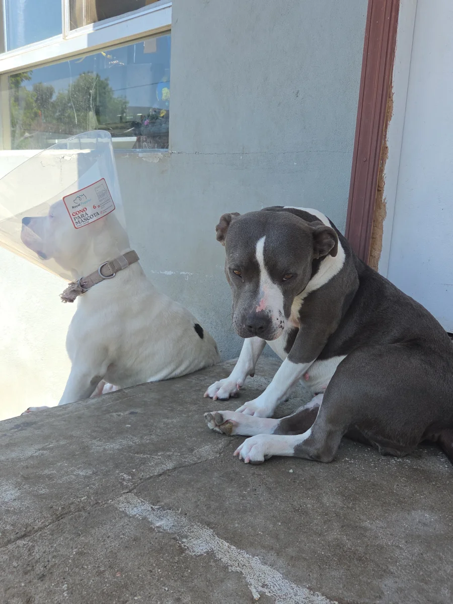 Foto de Shy Girl con microchip 990000012837532