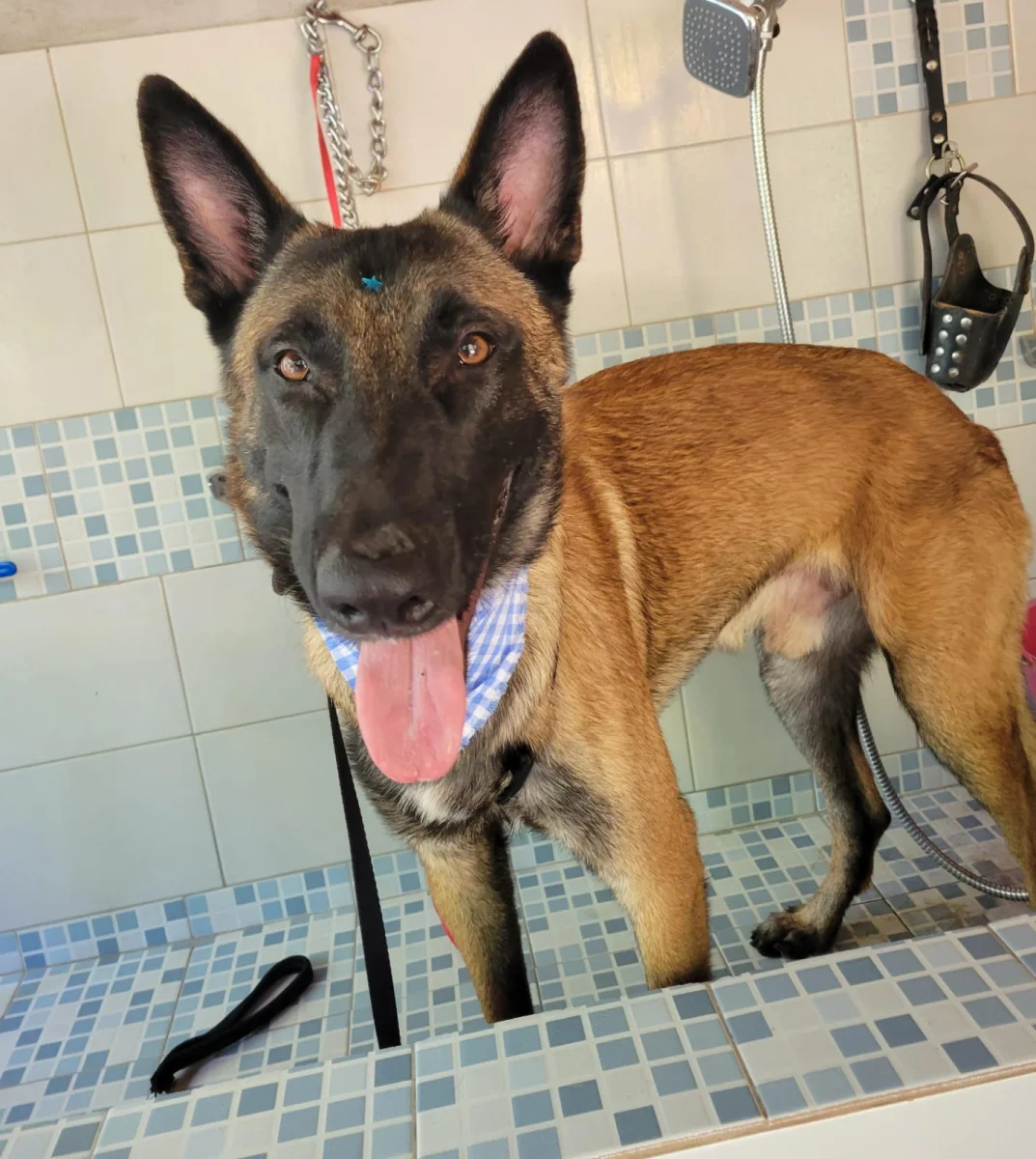 Mascota
