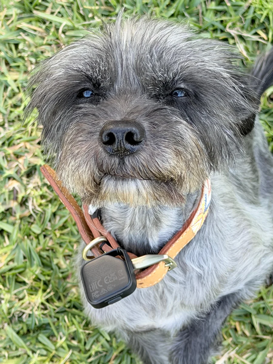 Foto de Tita con microchip 990000014776907