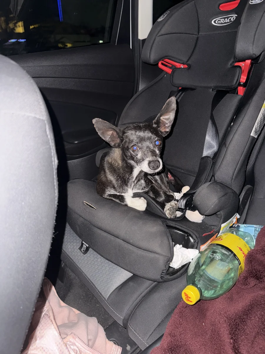 Foto de Oreo con microchip 990000014775683