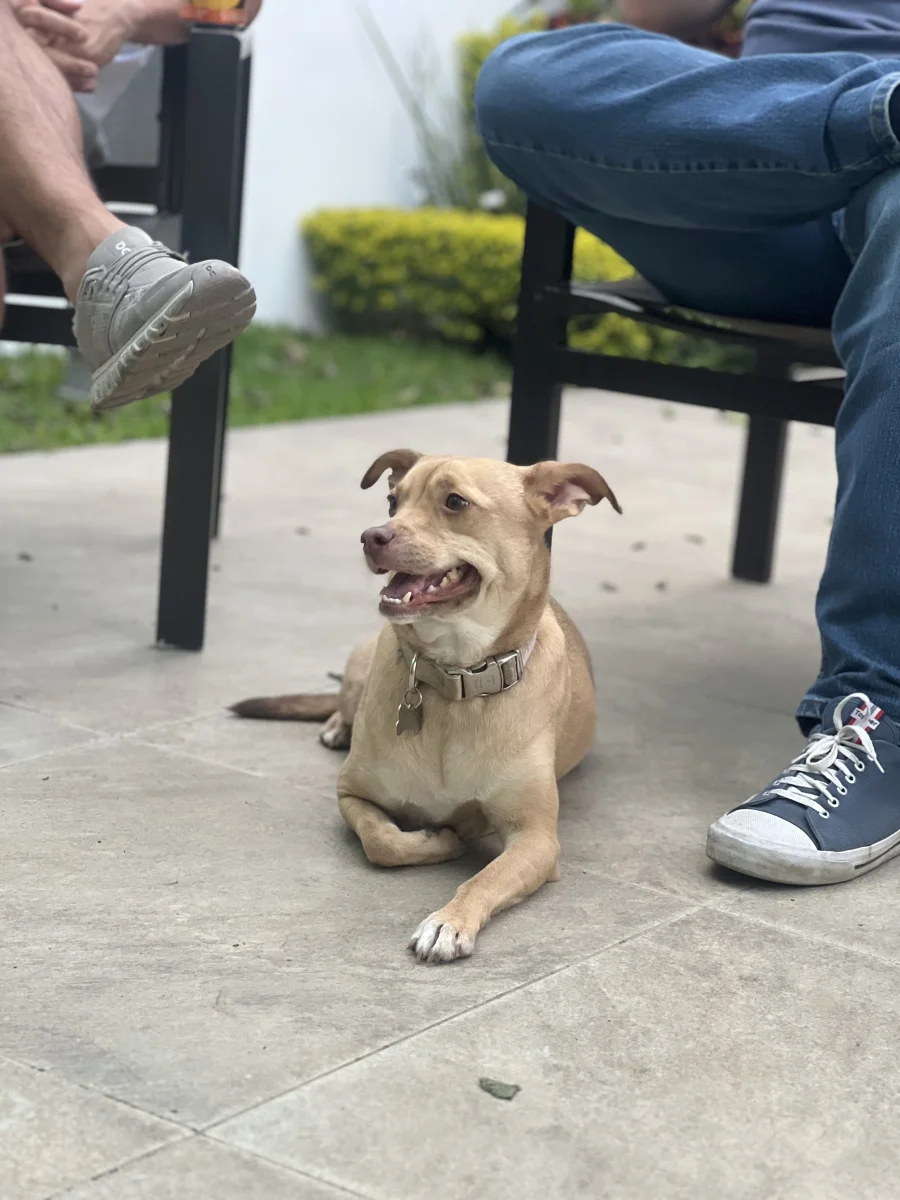 Foto de Mila con microchip 990000014781116