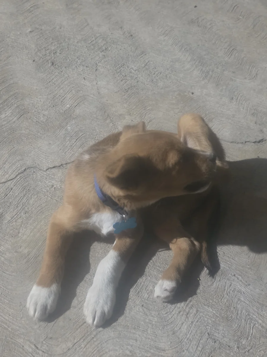 Foto de Botitas con microchip 990000014540166