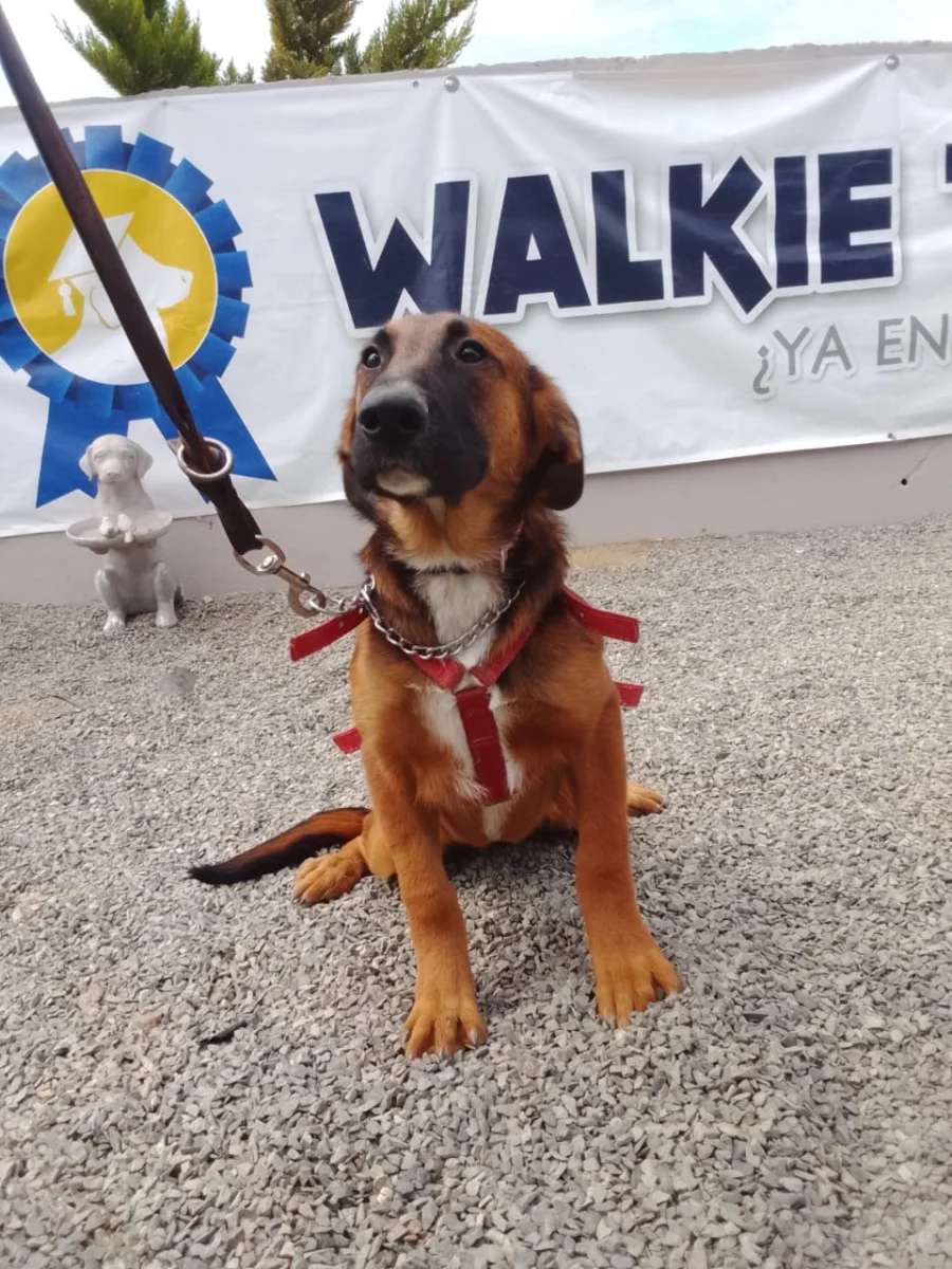 Foto de Canela con microchip 990000014771979