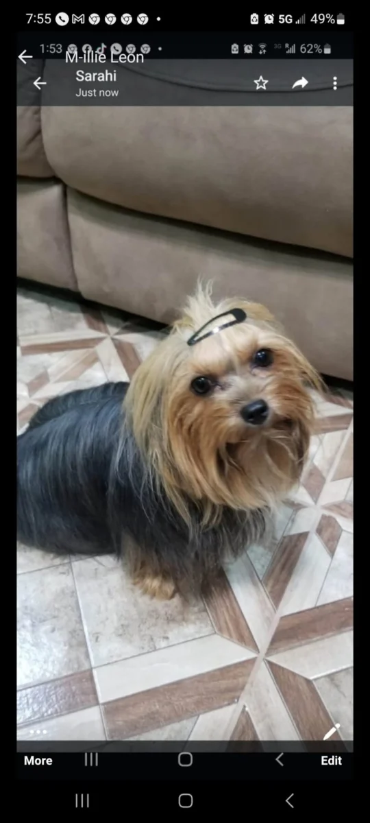 Foto de Bruno con microchip 990000012849459