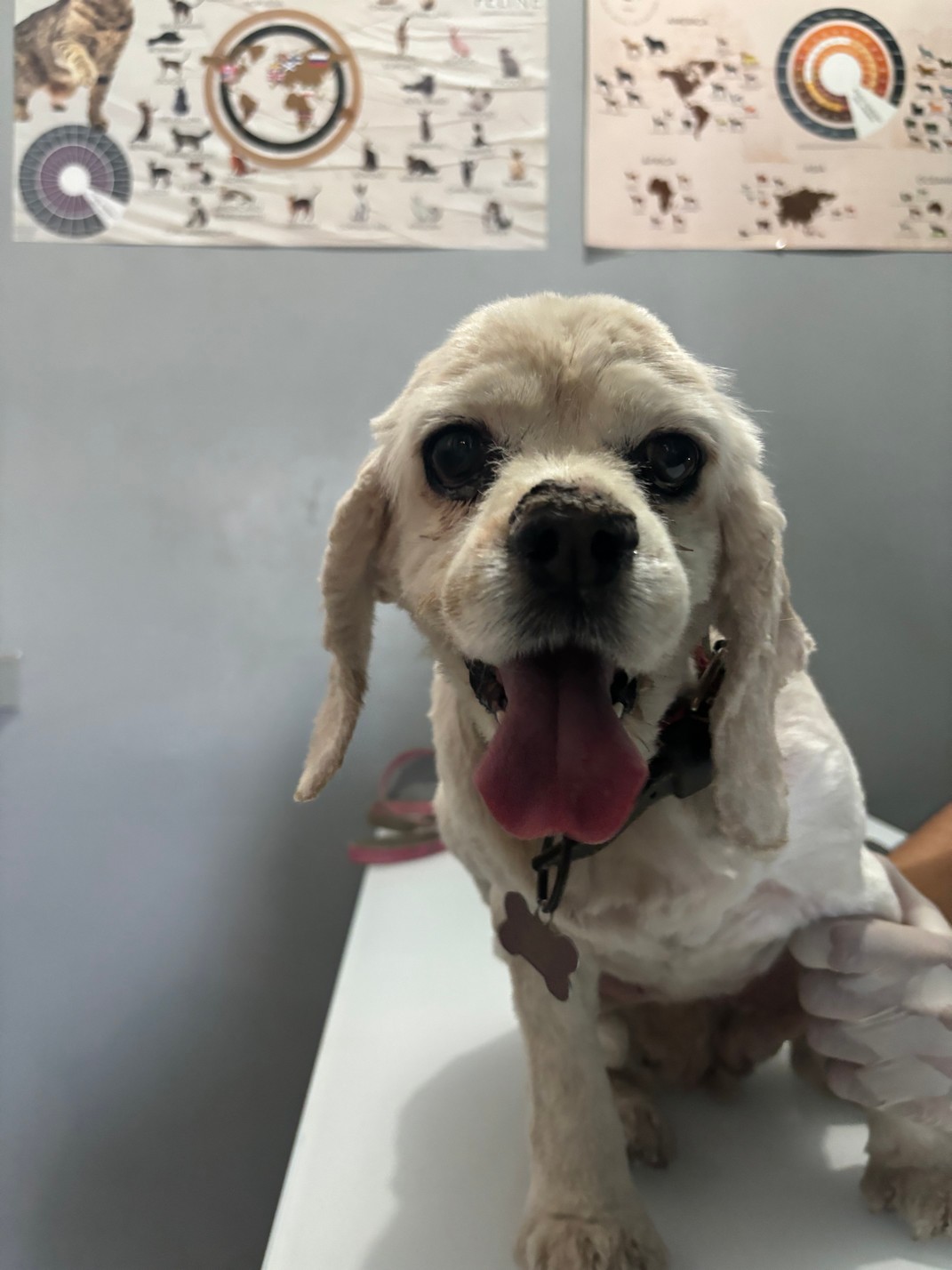 Foto de Bella con microchip 990000012823515