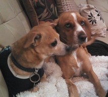 Foto de Daysi con microchip 990000012820129