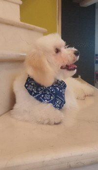 Foto de Miki con microchip 990000012820864