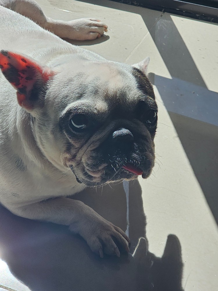 Foto de Gorda con microchip 990000012826973