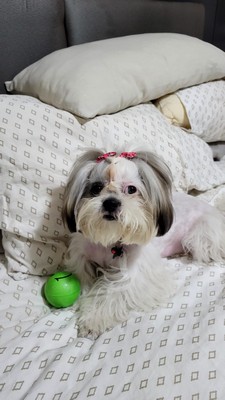 Foto de TALIA con microchip 990000012823374