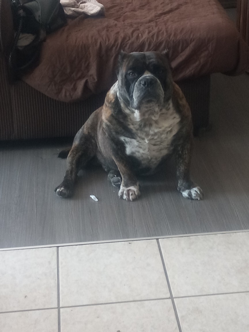 Foto de chapo con microchip 990000012825279