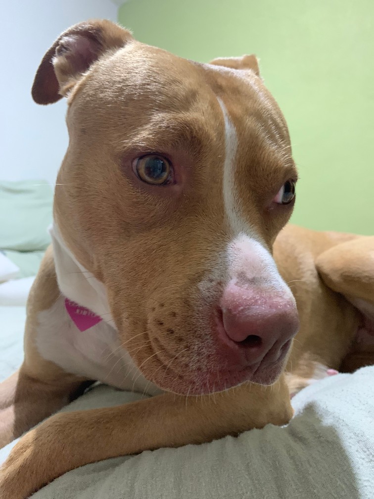 Foto de Gamora con microchip 990000012824080