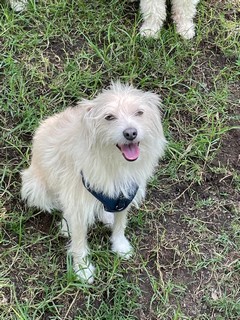 Foto de Fuyu con microchip 990000012822555