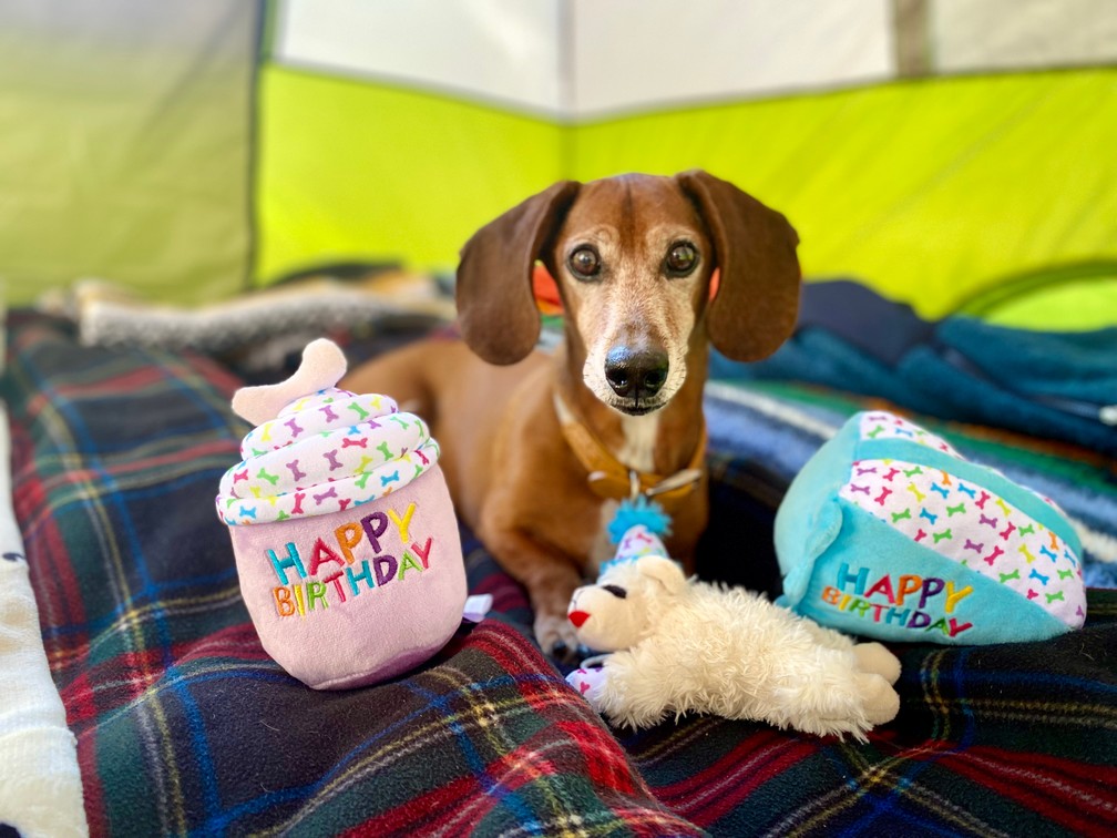Foto de Limbo con microchip 990000012832665