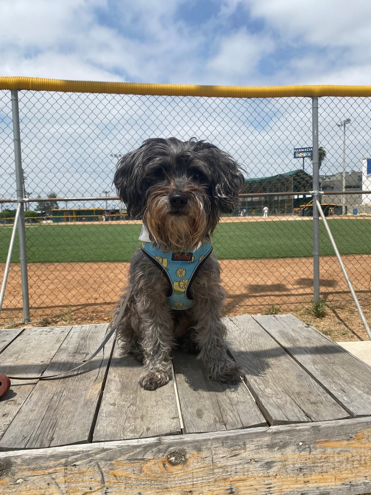 Foto de Bigotes con microchip 990000012825948