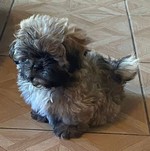 Foto de Charly con microchip 990000012825621